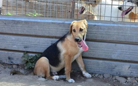 Schenkst du Mogli Geborgenheit?