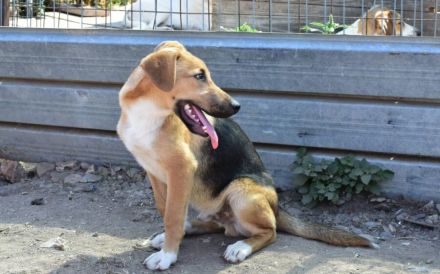 Schenkst du Mogli Geborgenheit?