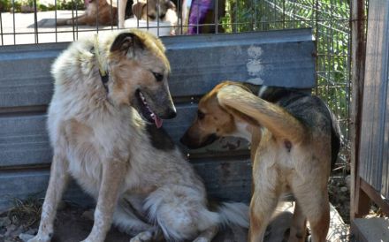 Schenkst du Mogli Geborgenheit?