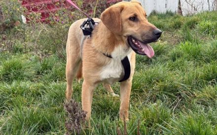 Schenkst du Mogli Geborgenheit?