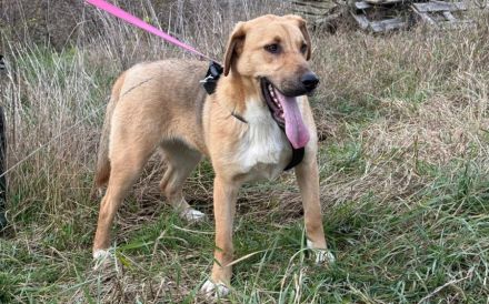 Schenkst du Mogli Geborgenheit?