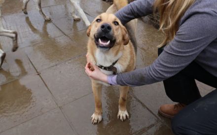 Schenkst du Mogli Geborgenheit?