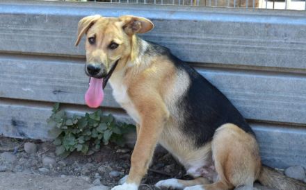 Schenkst du Mogli Geborgenheit?