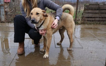 Schenkst du Mogli Geborgenheit?