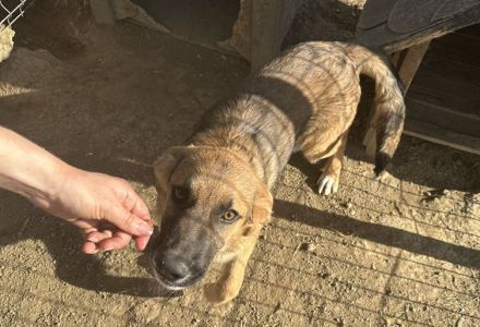 Clifford wartet auf sein Ticket ins Glück