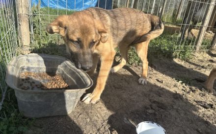 Clifford wartet auf sein Ticket ins Glück