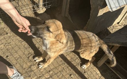 Clifford wartet auf sein Ticket ins Glück