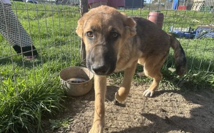 Clifford wartet auf sein Ticket ins Glück