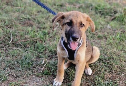Clifford wartet auf sein Ticket ins Glück