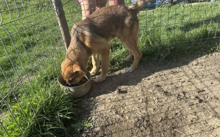 Clifford wartet auf sein Ticket ins Glück