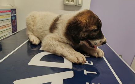 Kleiner Wonneproppen Süntje