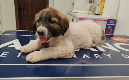 Kleiner Wonneproppen Süntje