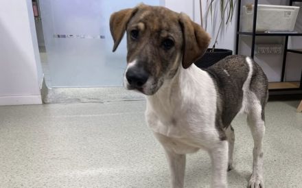 July ist bereit für ihr neues Zuhause