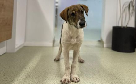 July ist bereit für ihr neues Zuhause