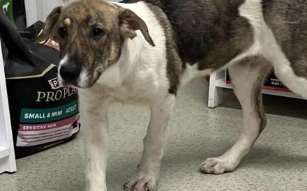 July ist bereit für ihr neues Zuhause