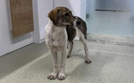 July ist bereit für ihr neues Zuhause