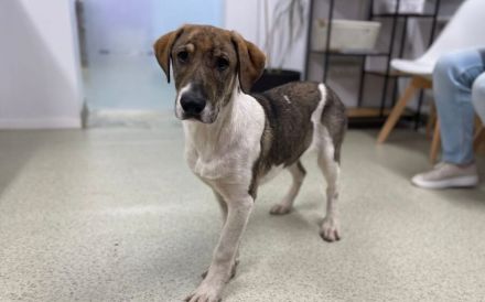 July ist bereit für ihr neues Zuhause