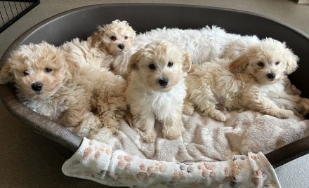 Zuckersüße Maltipoo Welpen, creme/ caramell, Malteser/ Pudelmix