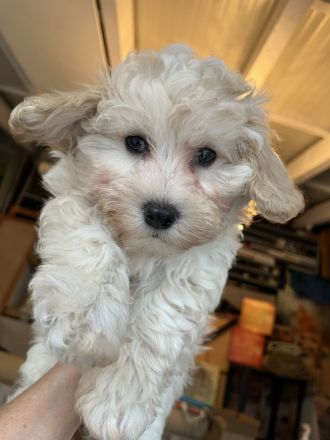 Zuckersüße Maltipoo Welpen, creme/ caramell, Malteser/ Pudelmix