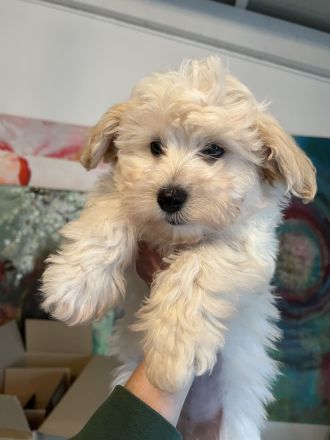 Zuckersüße Maltipoo Welpen, creme/ caramell, Malteser/ Pudelmix