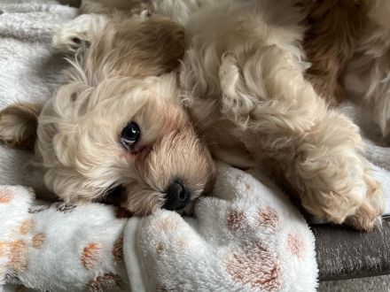 Zuckersüße Maltipoo Welpen, creme/ caramell, Malteser/ Pudelmix