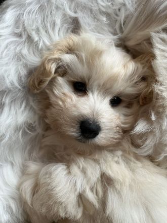 Zuckersüße Maltipoo Welpen, creme/ caramell, Malteser/ Pudelmix