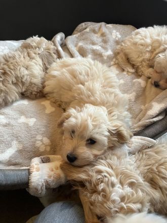 Zuckersüße Maltipoo Welpen, creme/ caramell, Malteser/ Pudelmix
