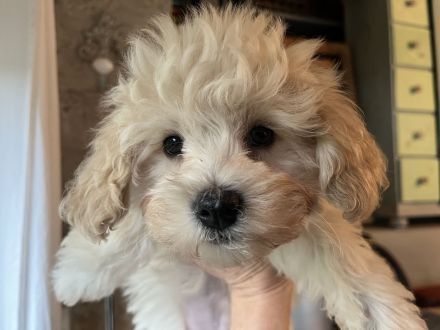 Zuckersüße Maltipoo Welpen, creme/ caramell, Malteser/ Pudelmix