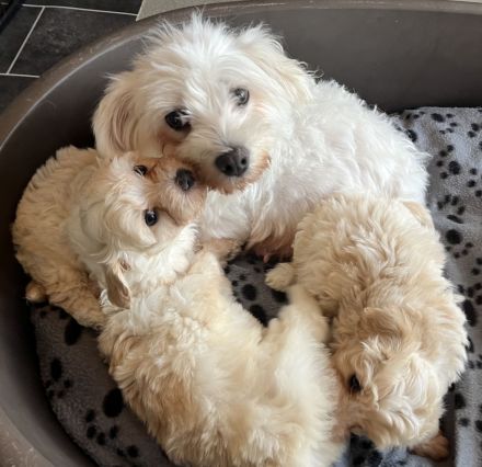 Zuckersüße Maltipoo Welpen, creme/ caramell, Malteser/ Pudelmix