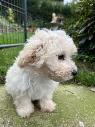 Zuckersüße Maltipoo Welpen, creme/ caramell, Malteser/ Pudelmix
