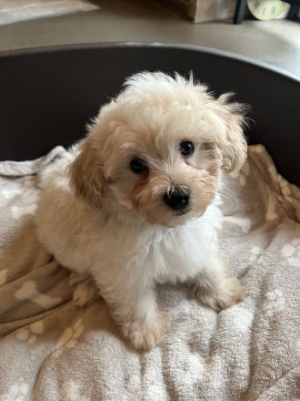 Zuckersüße Maltipoo Welpen, creme/ caramell, Malteser/ Pudelmix