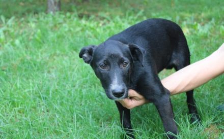 Darf Ruby dein Herz erobern?