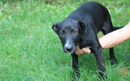 Darf Ruby dein Herz erobern?