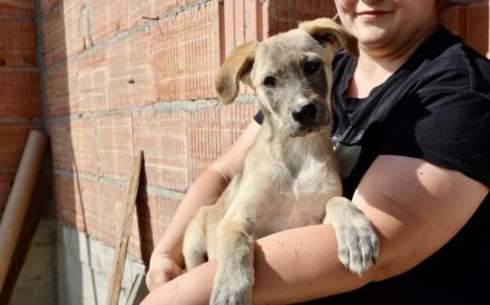 Marseille - unser Hundemädchen fürs Herz