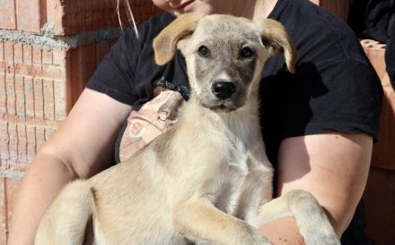 Marseille - unser Hundemädchen fürs Herz