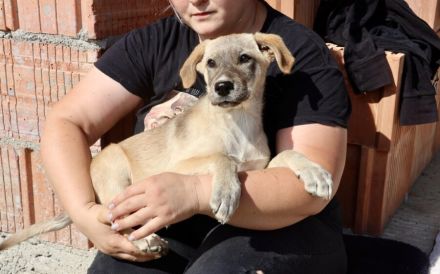 Marseille - unser Hundemädchen fürs Herz