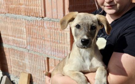 Marseille - unser Hundemädchen fürs Herz