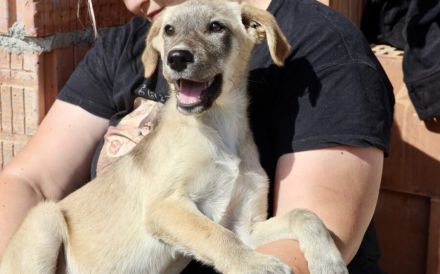 Marseille - unser Hundemädchen fürs Herz