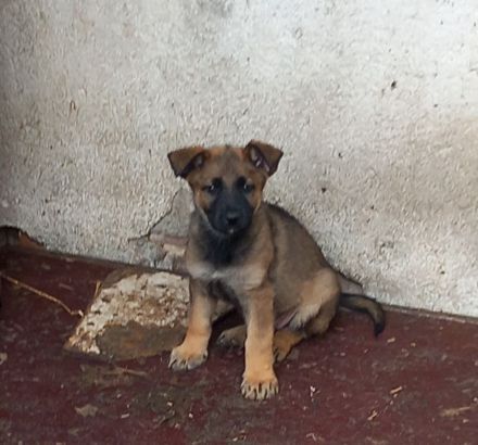 Rein DDR Schäferhunde