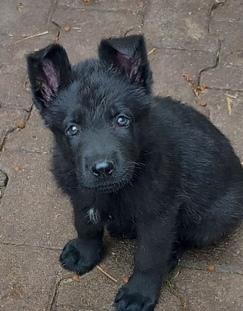 Rein DDR Schäferhunde