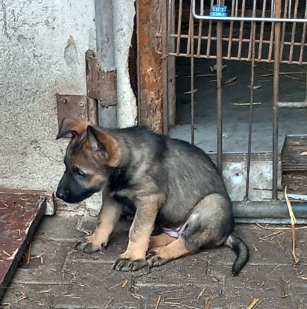 Rein DDR Schäferhunde