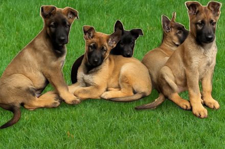 Rein DDR Schäferhunde