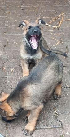 Rein DDR Schäferhunde