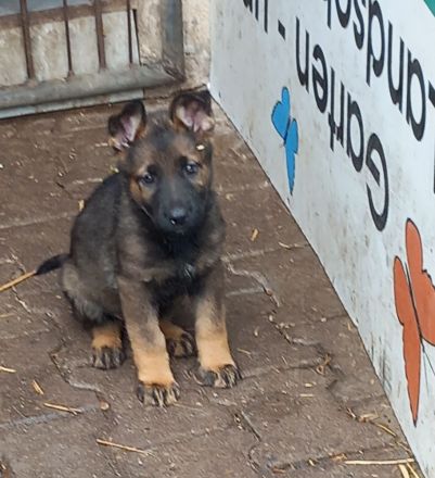 Rein DDR Schäferhunde