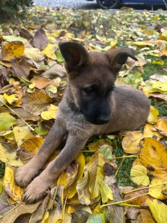 Rein DDR Schäferhunde
