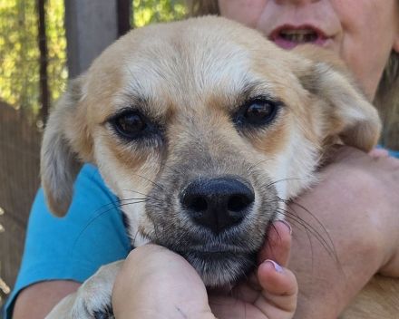 Cora, ruhige, soziale Hündin mit viel Herz und Charakter, 2 Jahre 45 cm