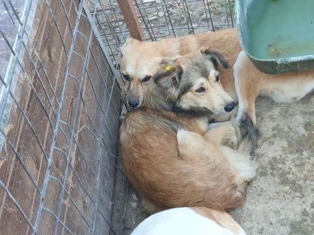 Cora, ruhige, soziale Hündin mit viel Herz und Charakter, 2 Jahre 45 cm