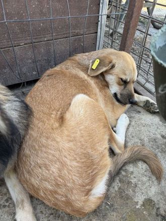Cora, ruhige, soziale Hündin mit viel Herz und Charakter, 2 Jahre 45 cm