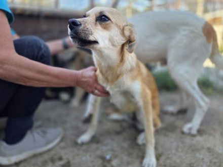 Cora, ruhige, soziale Hündin mit viel Herz und Charakter, 2 Jahre 45 cm