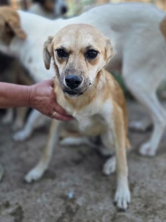 Cora, ruhige, soziale Hündin mit viel Herz und Charakter, 2 Jahre 45 cm